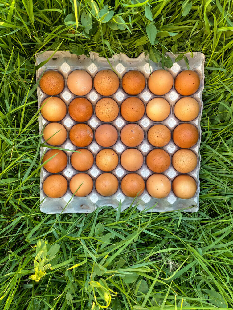 portauovo in 4 colori. 10 vassoi per uova in plastica per contenere 30 uova 